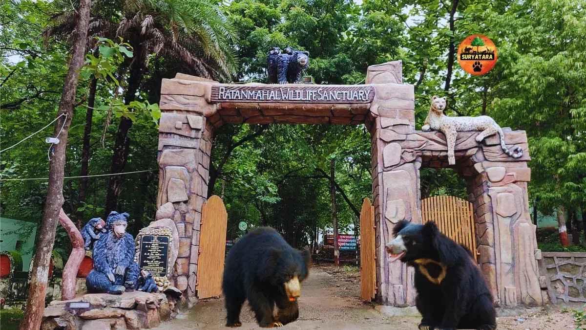 Ratanmahal Sloth Bear Sanctuary