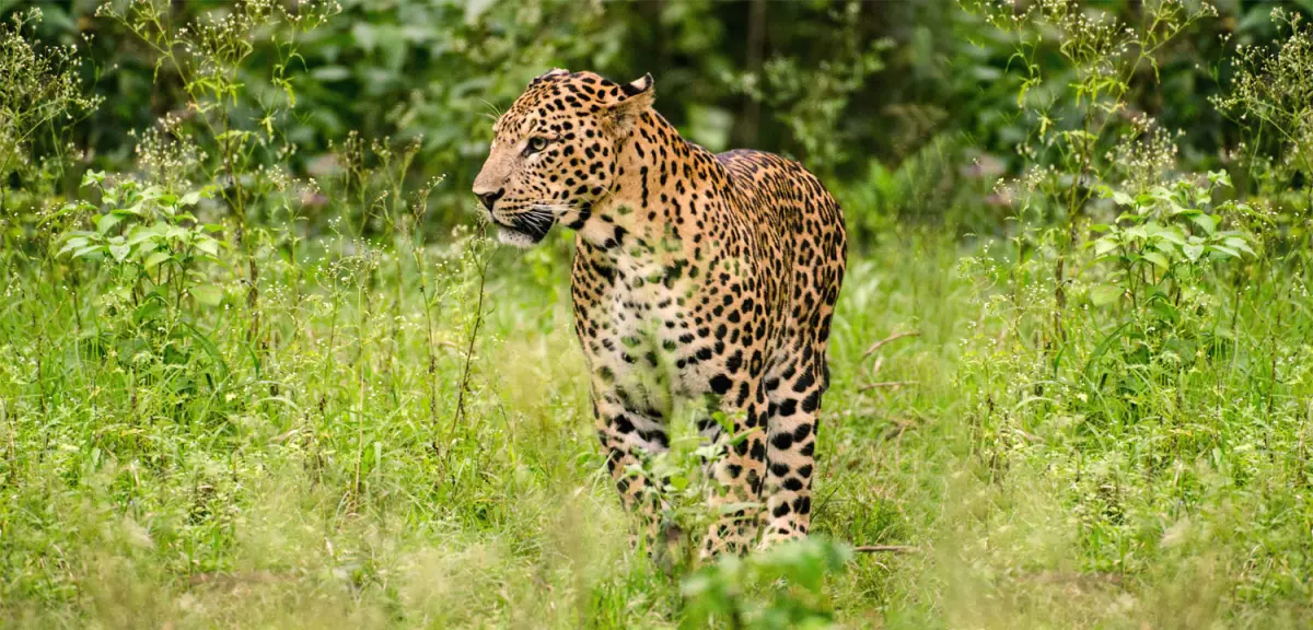 Purna Wildlife Sanctuary