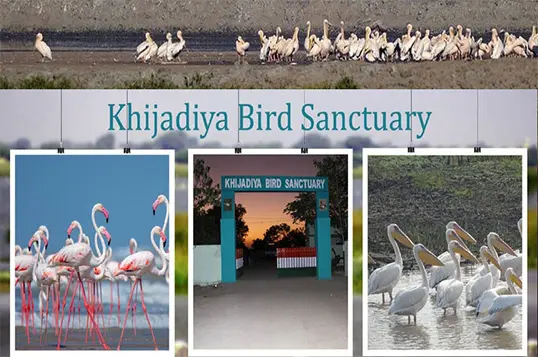 khijadiya bird sanctuary