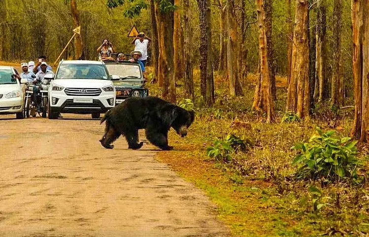Jessore Sloth Bear Sanctuary