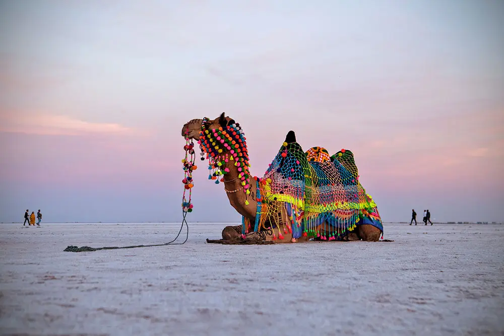 White Rann of Kutch