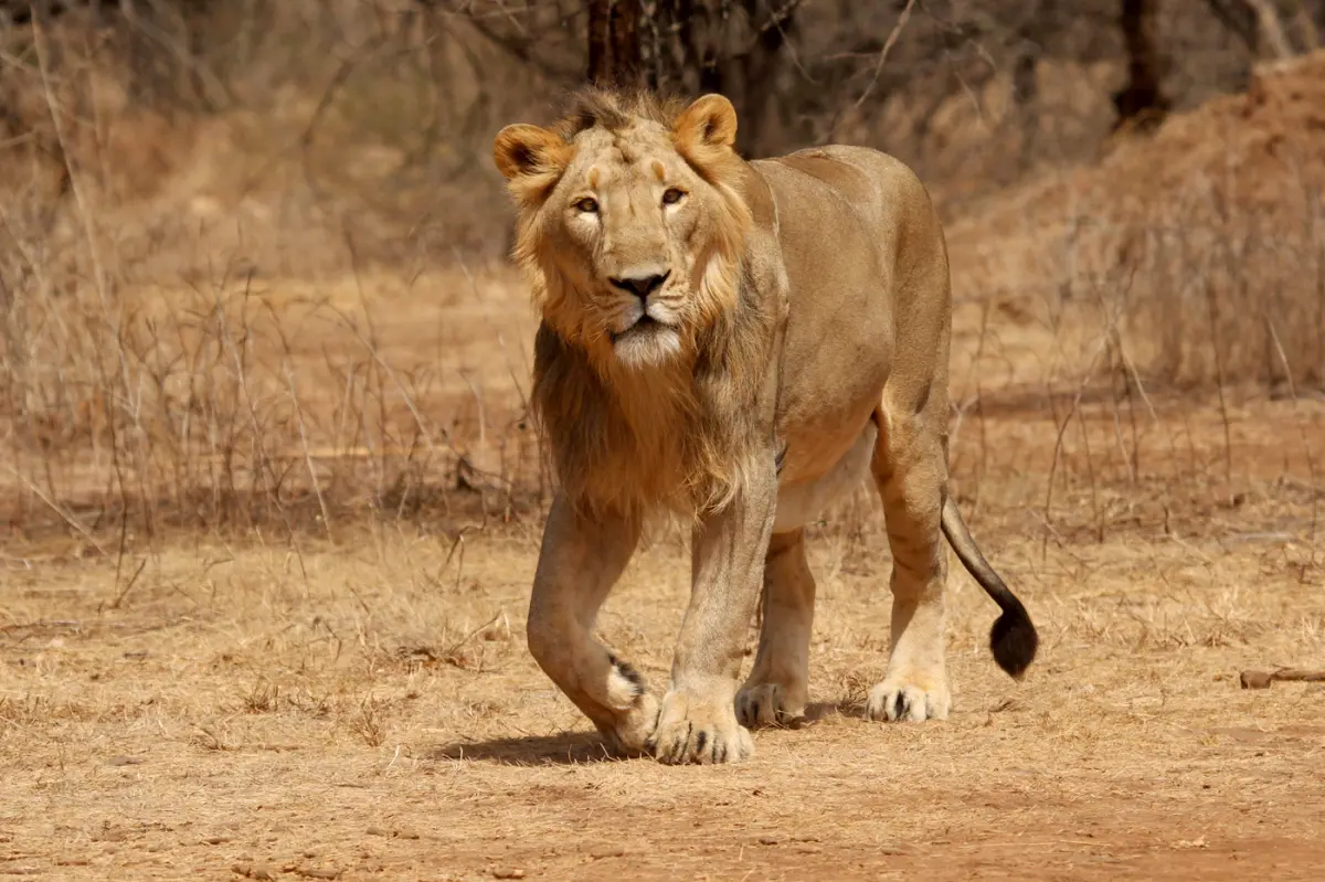 Gir National Park