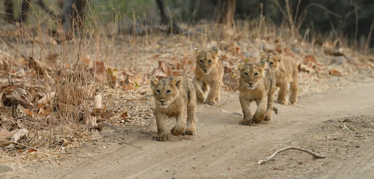 Gir National Park
