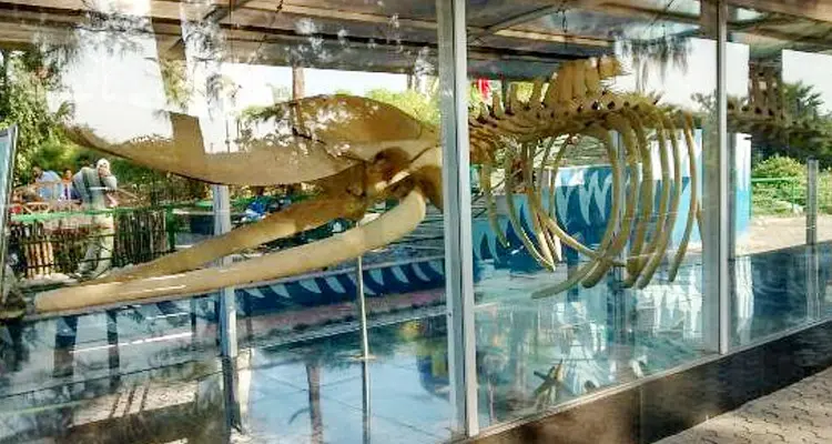 Jagdishchandra Bose Aquarium