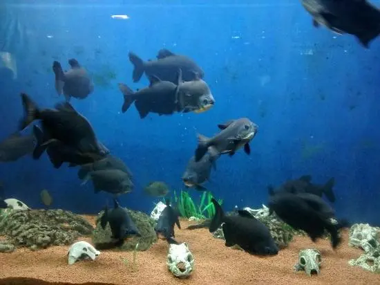 Jagdishchandra Bose Aquarium