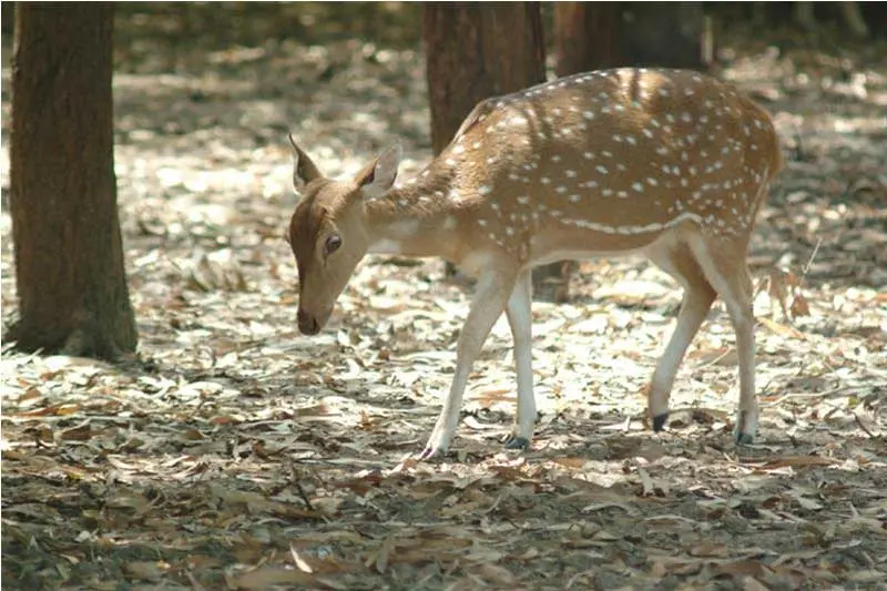 Sarthana Nature Park & Zoo