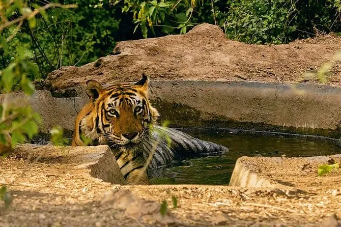 Sariska Tiger Reserve