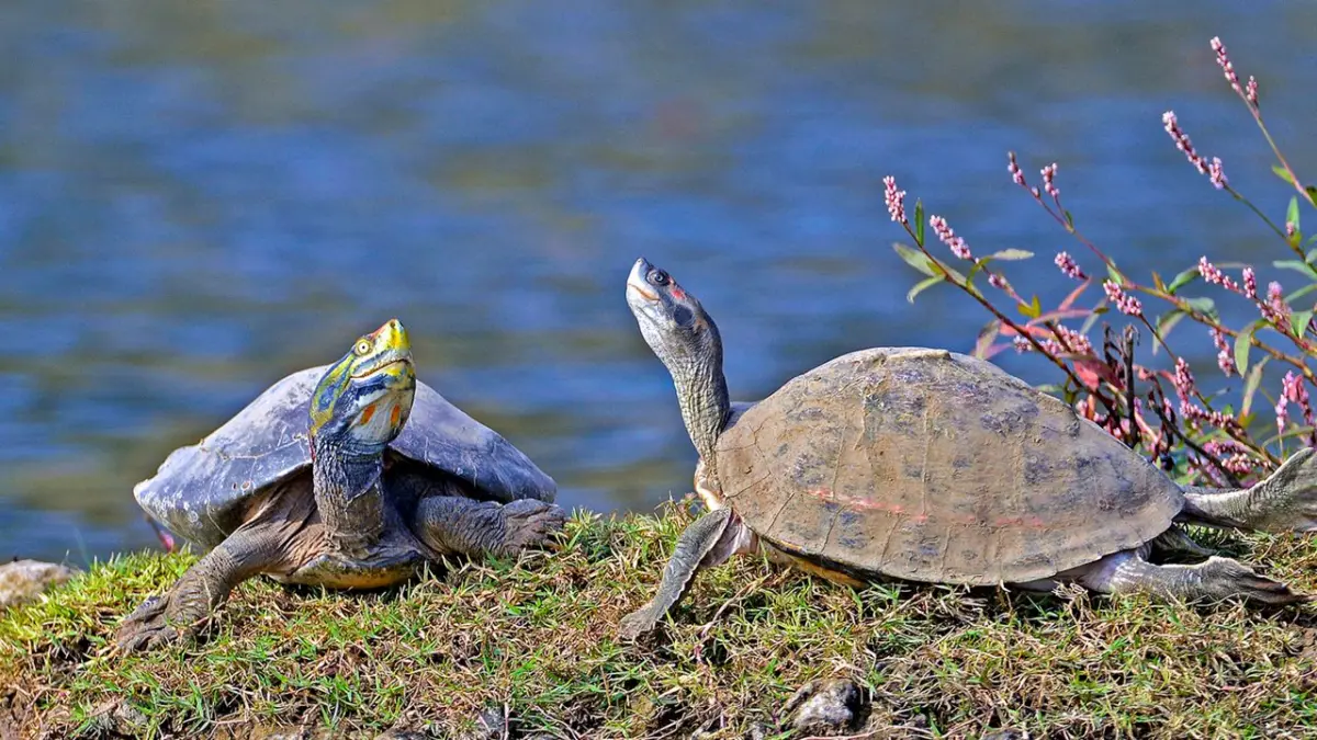 National Chambal Sanctuary (Rajasthan side)