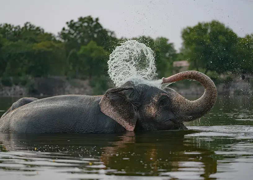 Elefantastic Elephant Sanctuary