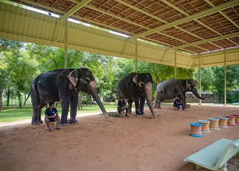 Elefantastic Elephant Sanctuary