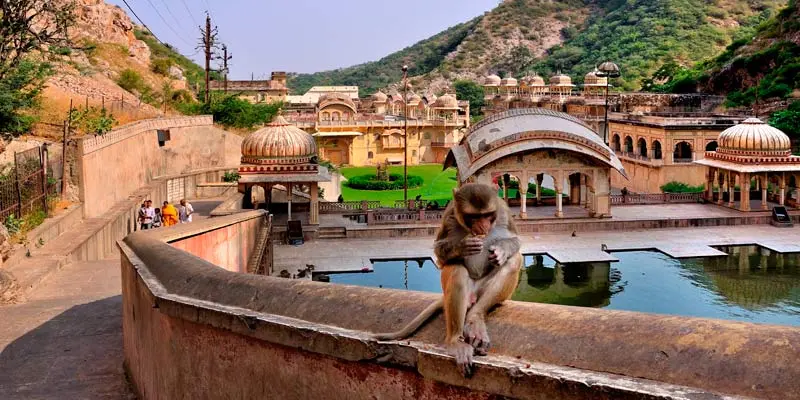 Galta Ji (Monkey Temple)