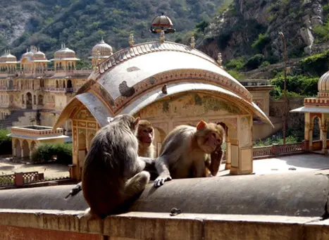 Galta Ji (Monkey Temple)