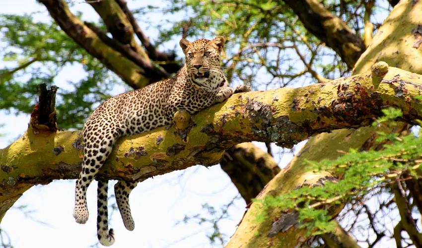 Mount Abu Wildlife Sanctuary