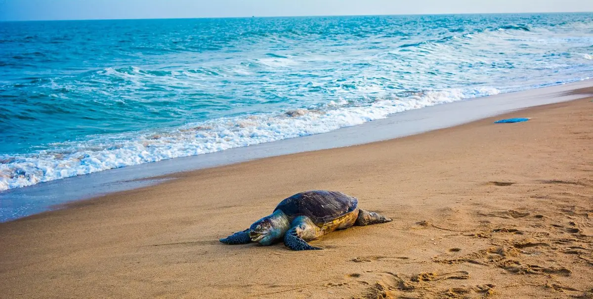 Morjim Turtle Nesting Beach
