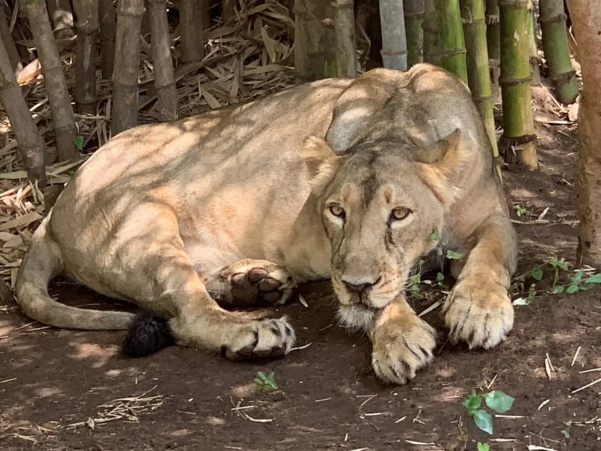 Vasona Lion Safari