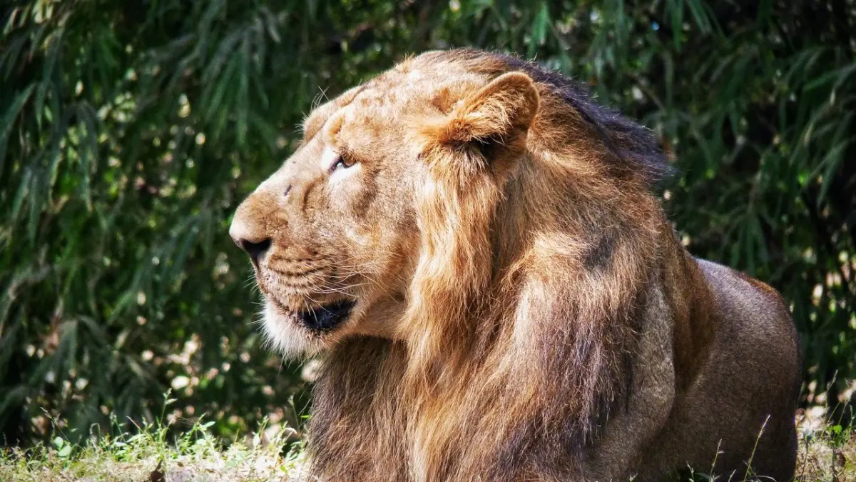 Vasona Lion Safari