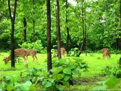 Satmalia Deer Park