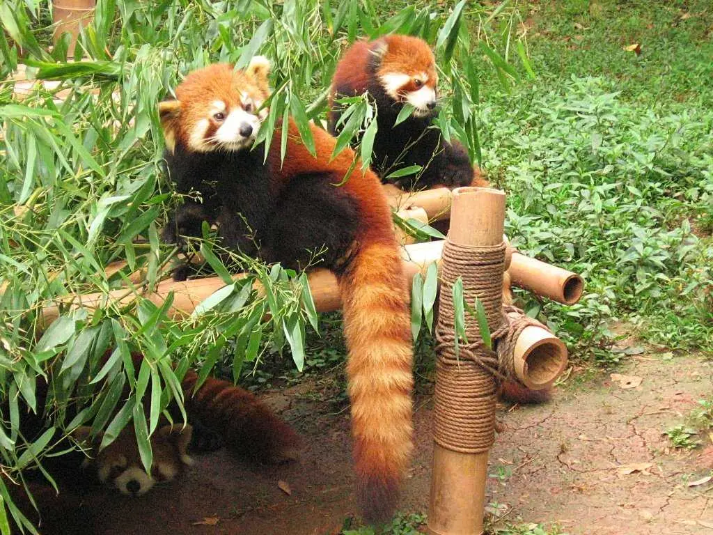 Himalayan Zoological Park