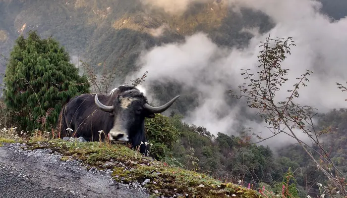 Kyongnosla Alpine Sanctuary