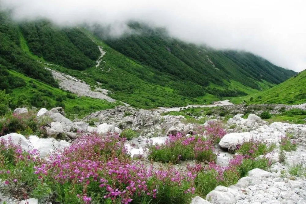 Shingba Rhododendron Sanctuary