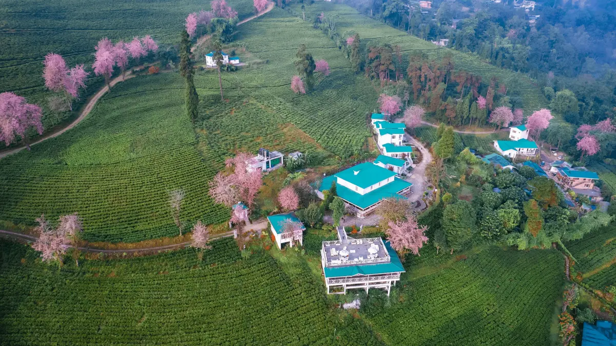 Temi Tea Garden