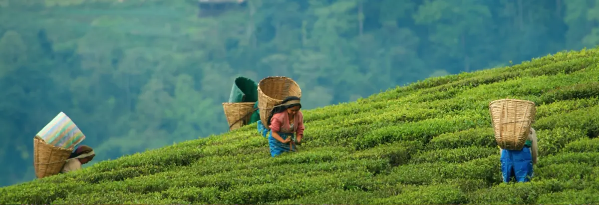 Temi Tea Garden