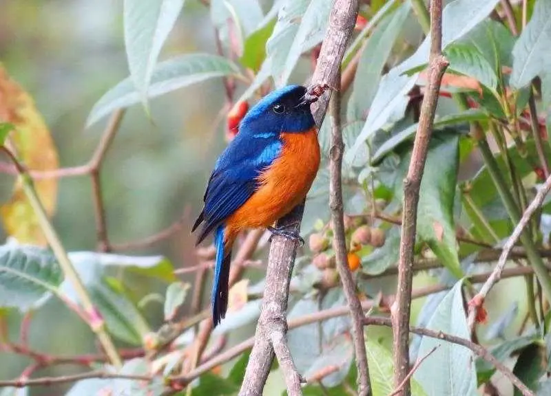 Kitam Bird Sanctuary