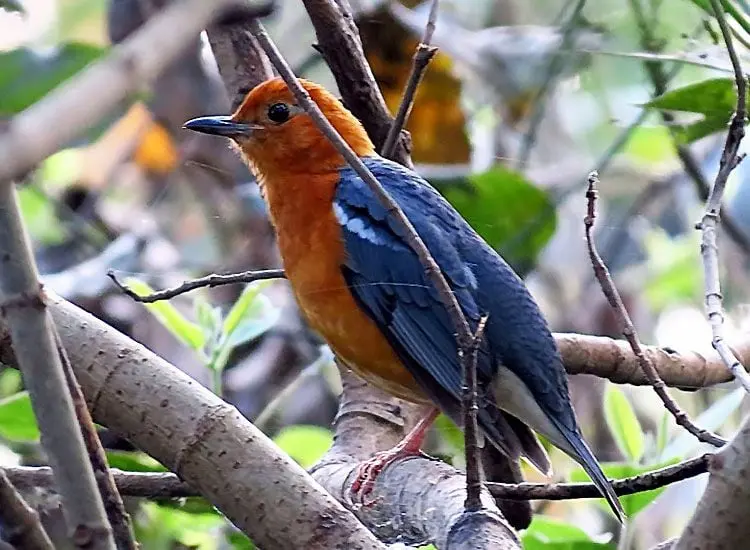 Kitam Bird Sanctuary
