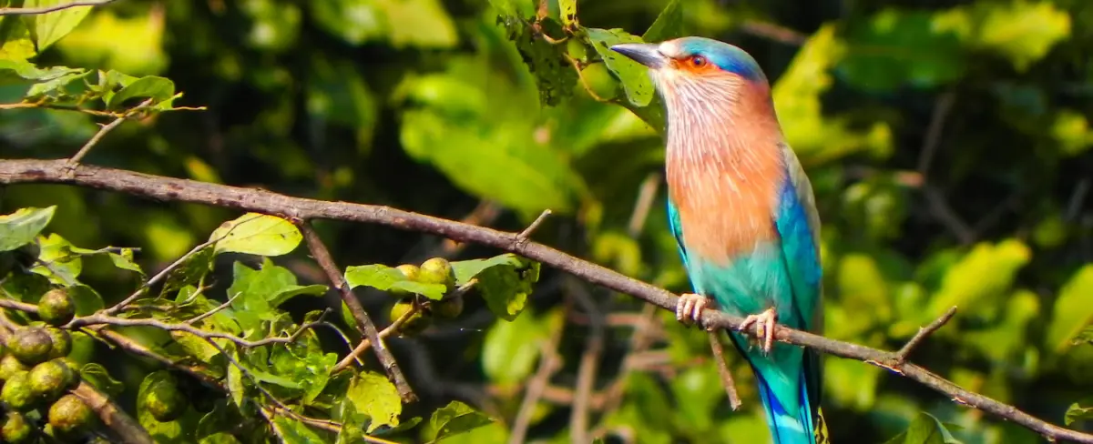 Kitam Bird Sanctuary