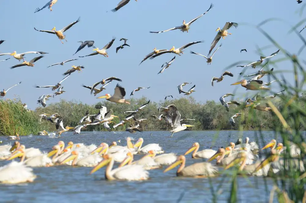 Pitti Bird Island