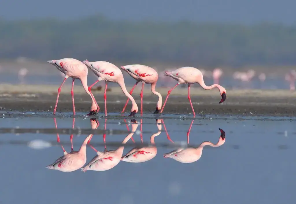 Pitti Bird Island