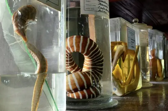 Marine Aquarium