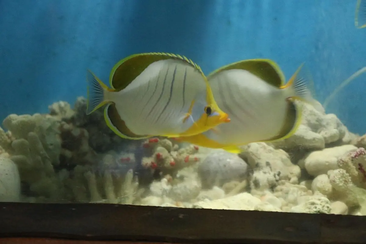 Marine Aquarium