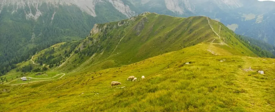 Phangrei