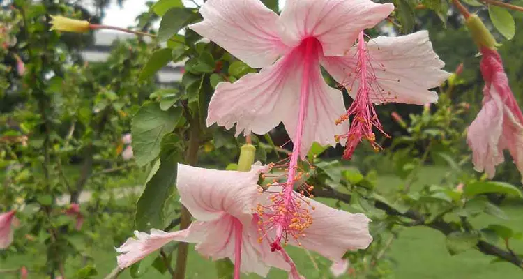 Hibiscus Garden (Sector 36)
