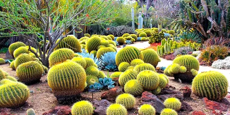 Cactus Garden (Chandigarh)