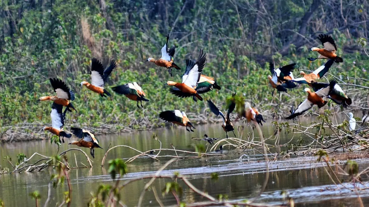 Sukhna Wildlife Sanctuary