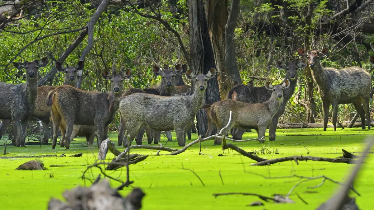 Sukhna Wildlife Sanctuary