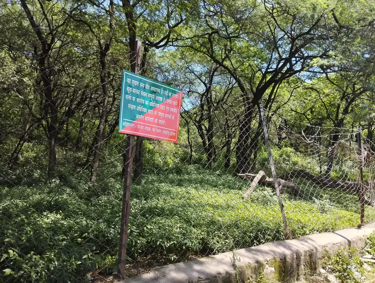 Nepli & Kansal Forests