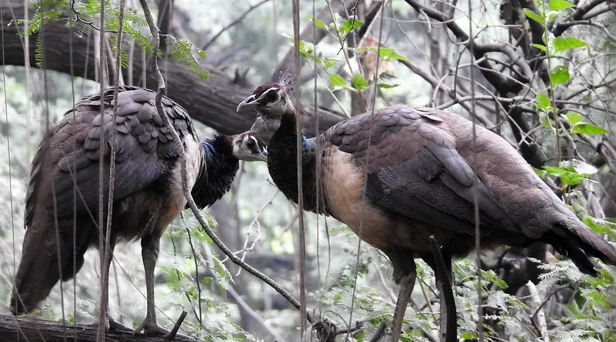 City Birding Spots (Sukhna belt)