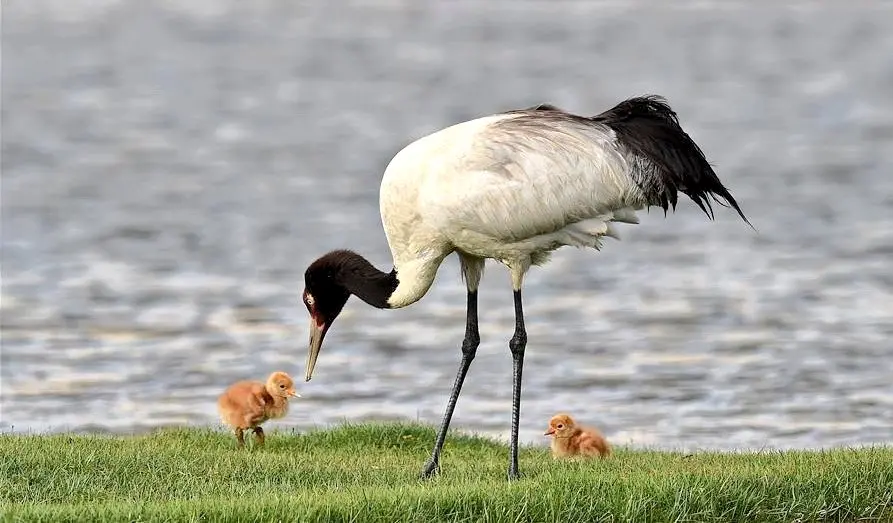 Black-necked Crane Sanctuary