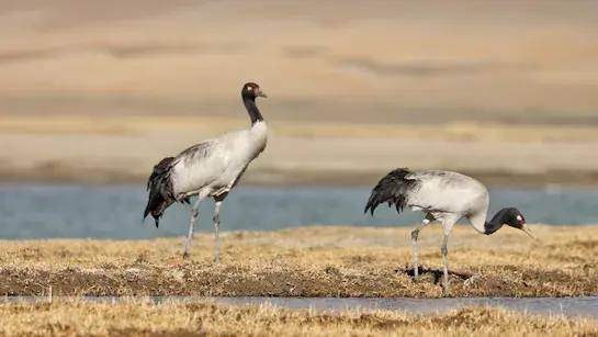 Black-necked Crane Sanctuary