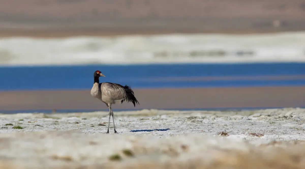 Black-necked Crane Sanctuary