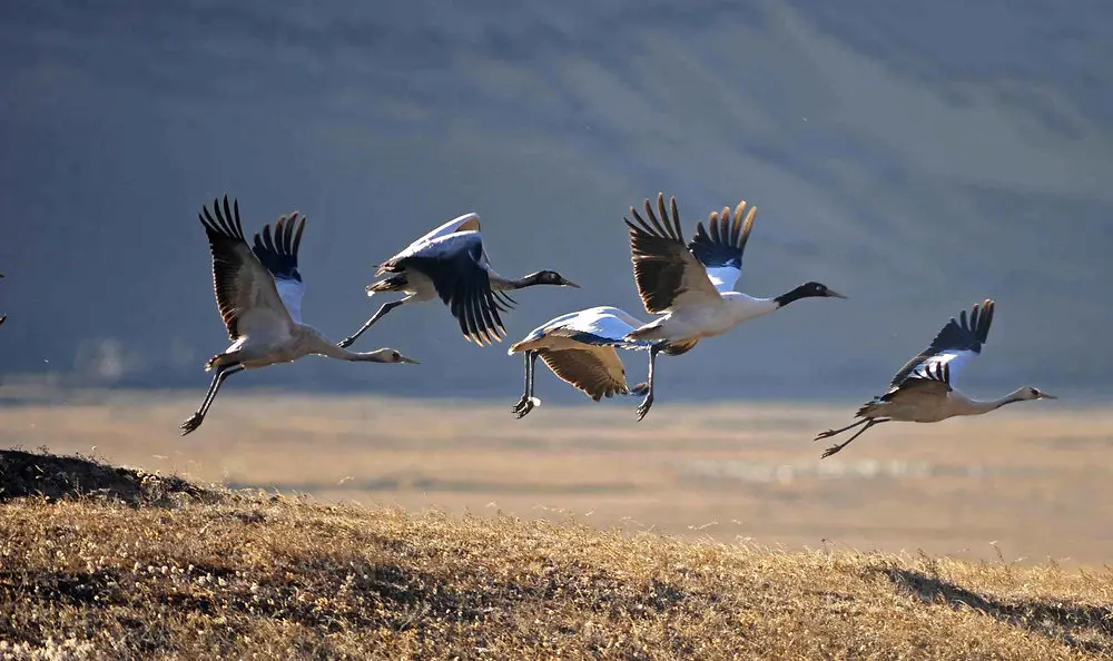 Black-necked Crane Sanctuary