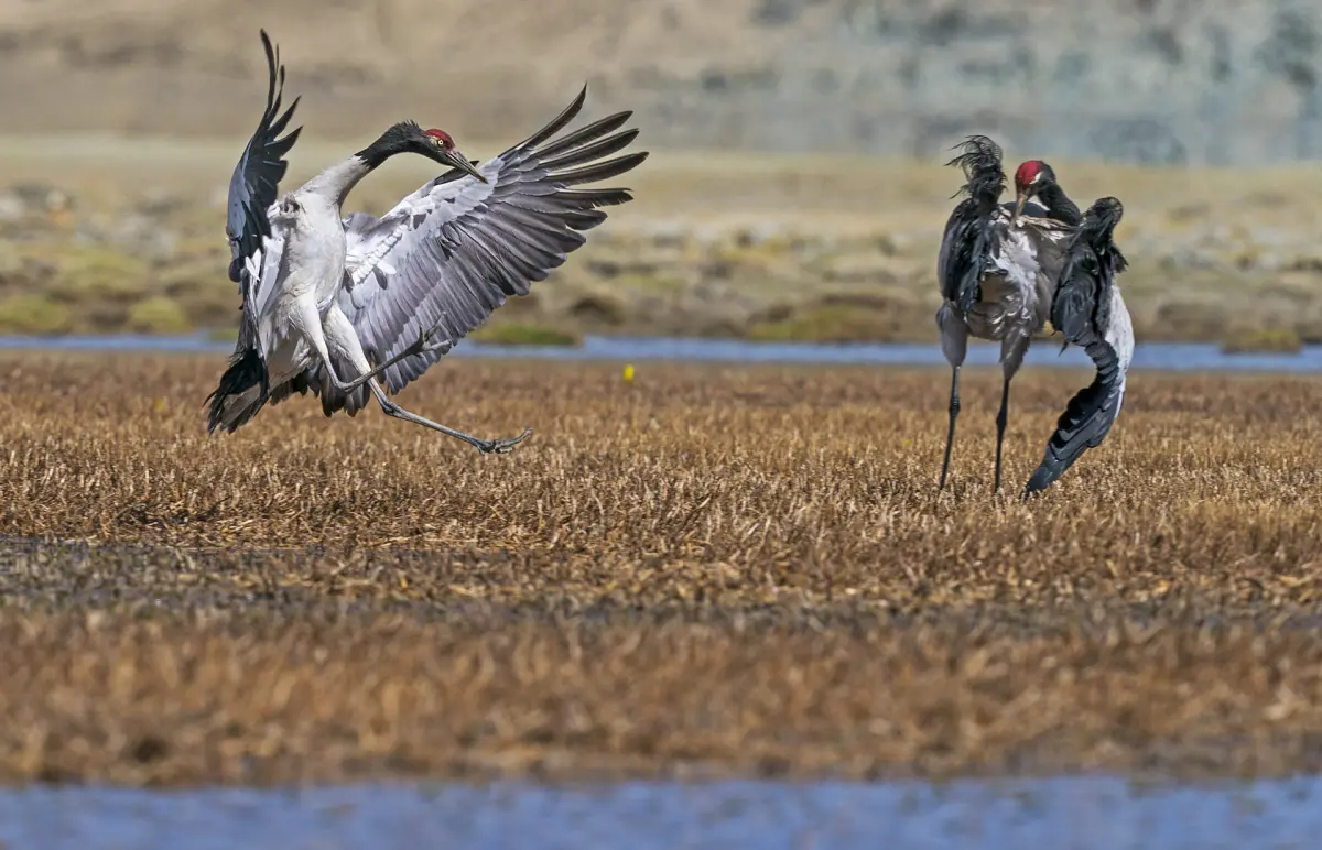 Black-necked Crane Sanctuary