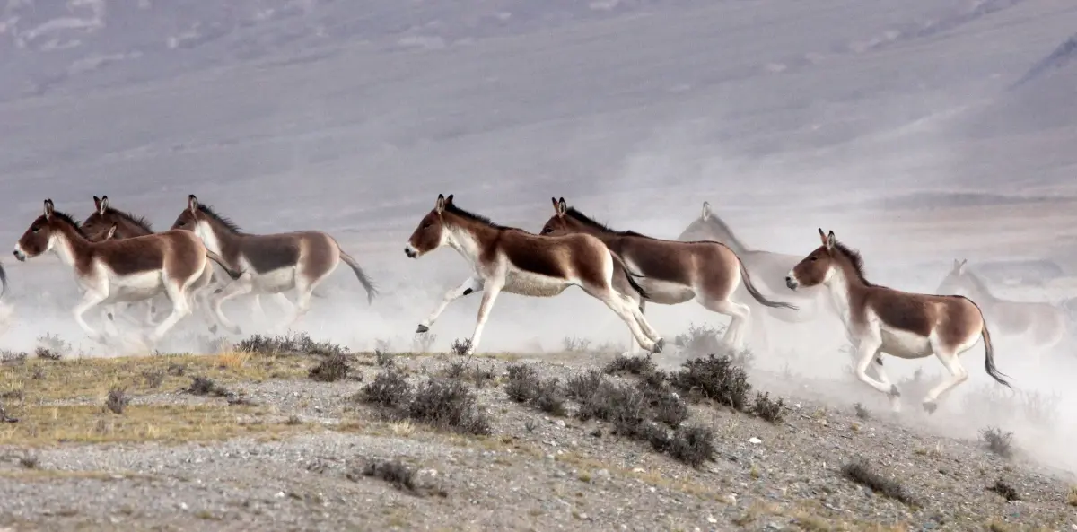Wild Kiang Habitat