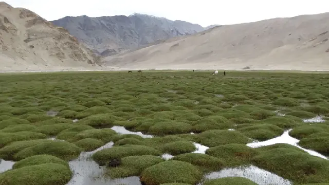 Puga Valley
