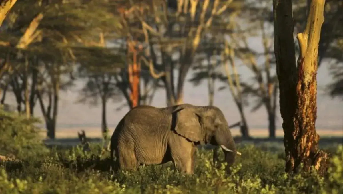 Rowa Wildlife Sanctuary