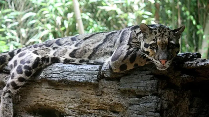 Clouded Leopard Enclosure (Sepahijala Zoo)