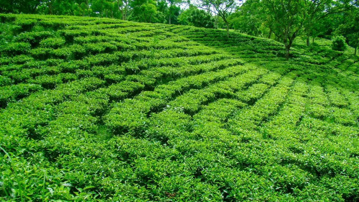 Durgabari Tea Garden (Viewpoint)